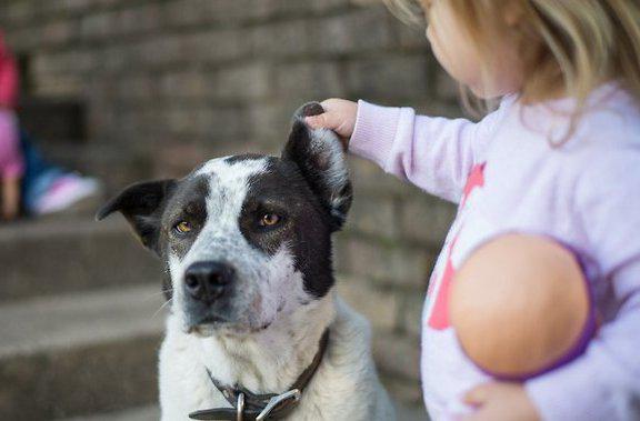 Боязнь собак у детей: как помочь преодолеть страх