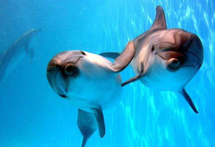 Поход с ребенком в дельфинарий