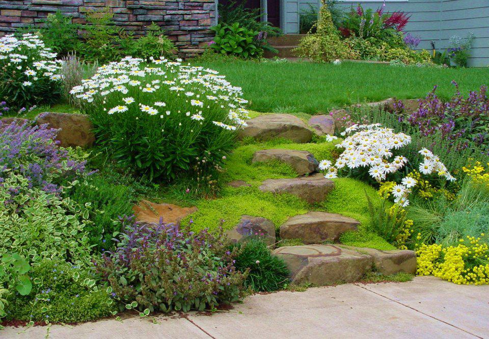 Садовый мох: как украсить сад с помощью мха