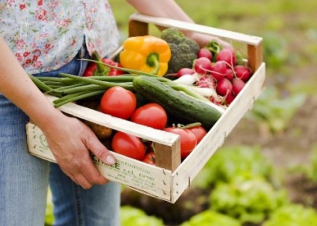 Бизнес идея: как заработать на домашних овощах и зелени