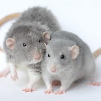 Декоративные крысы: содержание и уход
