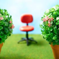 Как выбрать комнатные растения для офиса