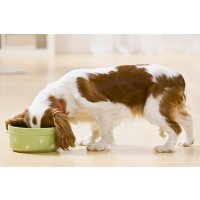 Как выбрать корм для собак: советуют специалисты магазина «Продукто»