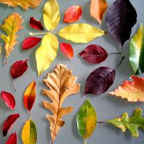 Осенние идеи: рисуем на листьях
