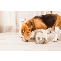 Особенности состава корма Royal Canin для собак