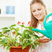Правильный полив комнатных растений