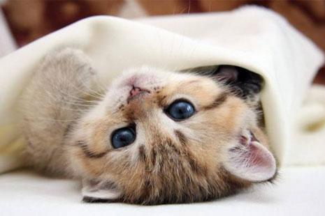 Котенок