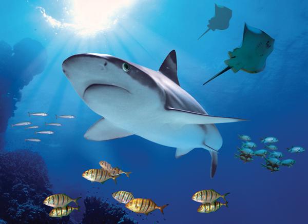 Отдых с детьми в Финляндии. Часть II Sealife