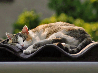 Кот спит