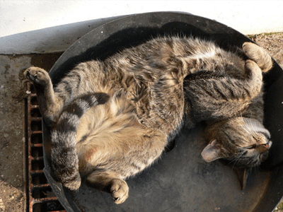 Кошка спит