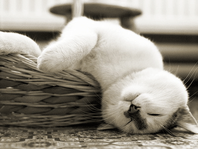Кот спит