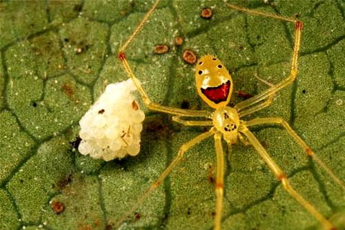 Theridion grallator