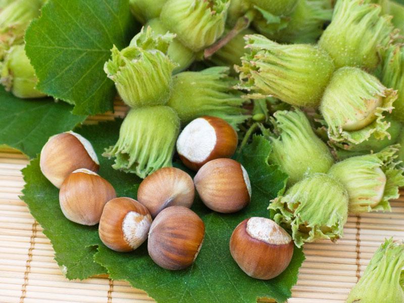 Фундук Lang Tidlig Zeller (саженец)