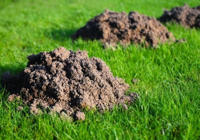 Кроты на дачном участке: способы борьбы borba-s-krotami-na-dachnom-uchastke-03