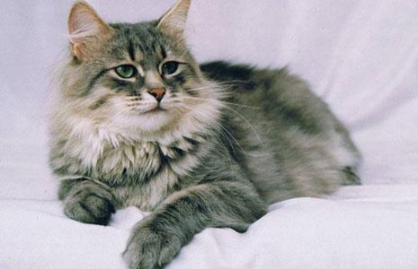 Сибирская кошка