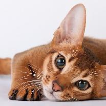 Абиссинская кошка и дети