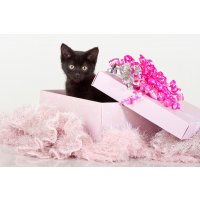 Котенок в качестве подарка: за и против