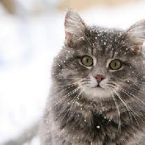 Новогодние поздравления с годом Кота