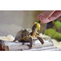 Сухопутные черепахи: уход и содержание в домашних условиях
